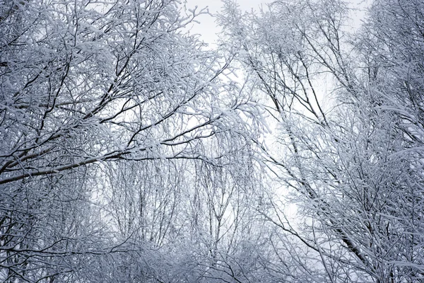 Trädgrenar på vintern — Stockfoto