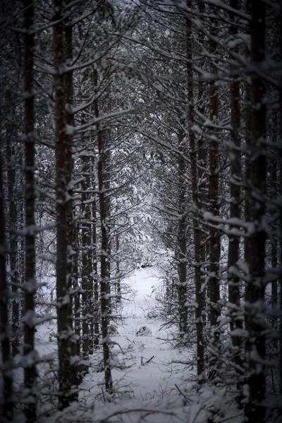 Trädstammar i vinter — Stockfoto