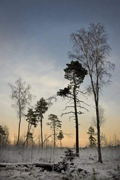 Zandboom in de winter — Stockfoto