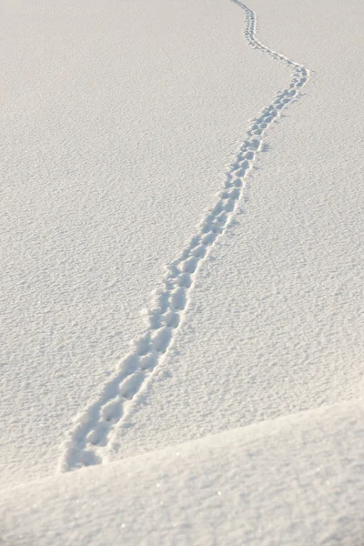 Fußabdrücke im Schnee — Stockfoto