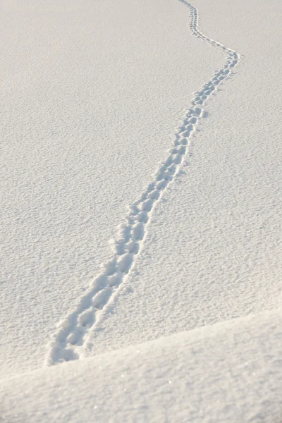 Footprints in snow — Stock Image Footprints in snow Stock Picture