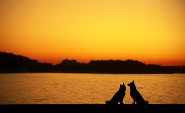 gün batımında köpekler