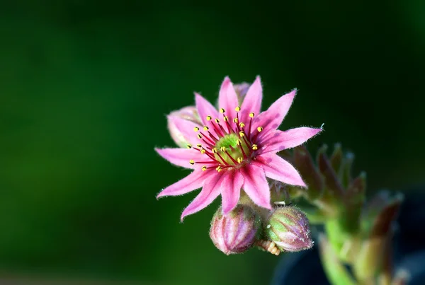 サボテンの花 — ストック写真