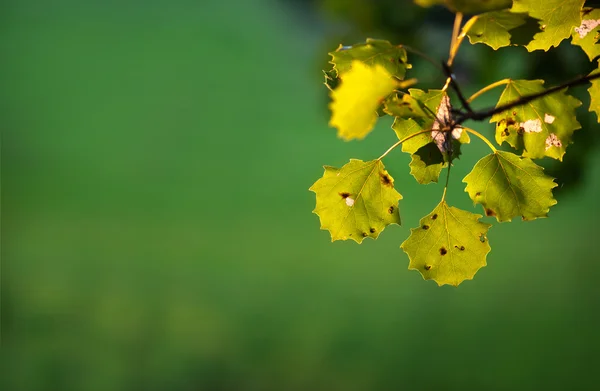 Аспен листя — стокове фото