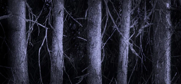 Strašidelný les — Stock fotografie