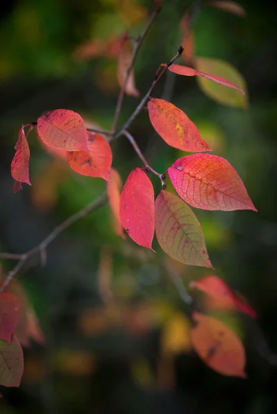 Jesienne liście — Zdjęcie stockowe