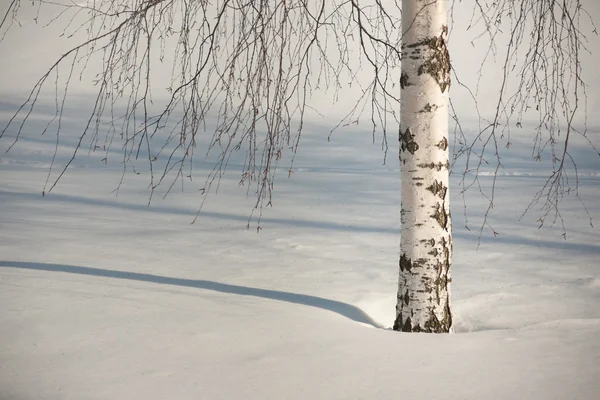 Bříza v zimě — Stock fotografie