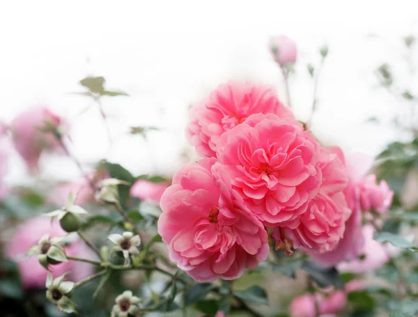 Vilda rosa rosor — Stockfoto