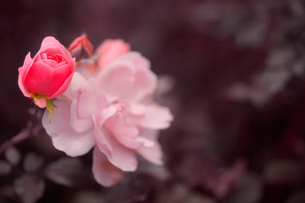 Roz Rose Bud — Fotografie, imagine de stoc