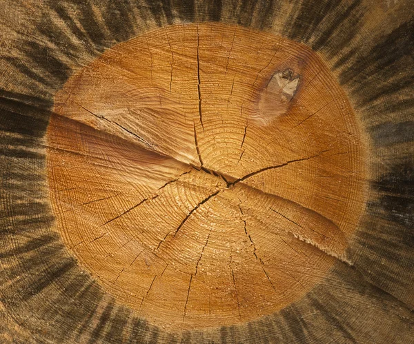 Querschnitt durch den Baum — Stockfoto