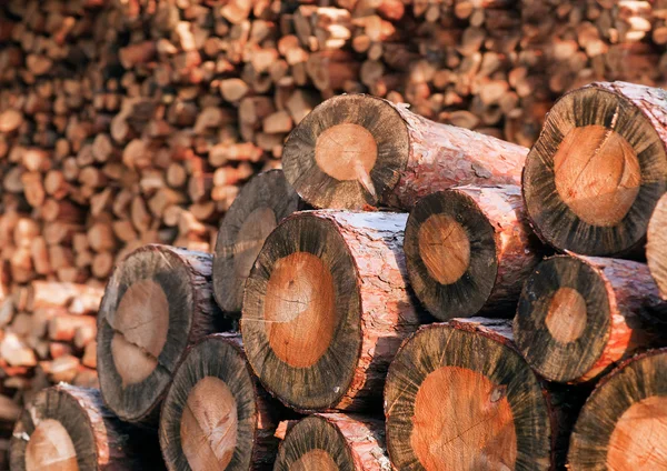 Pile of firewood — Stock Photo, Image