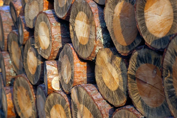 Montón de troncos —  Fotos de Stock