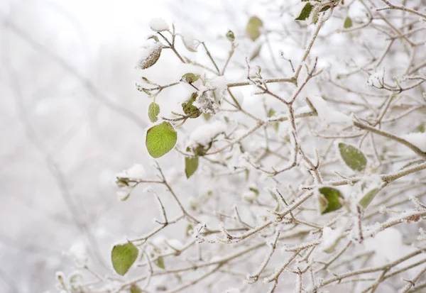 Green leaves in winter — Stock Photo, Image