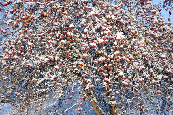 Apple tree in winter — Stock Photo, Image