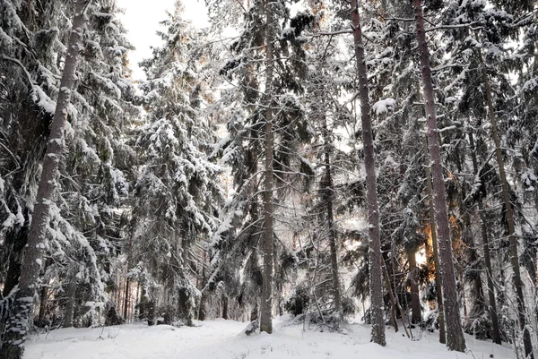 Árvores de abeto na neve — Fotografia de Stock