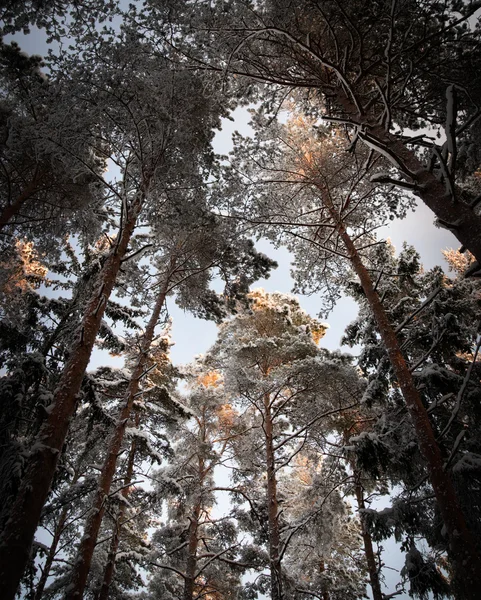冬の常緑の木 — ストック写真
