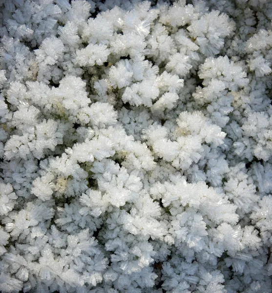 在植物上的冰晶 — 图库照片