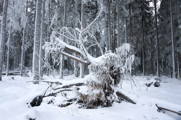 Wurzel des umgestürzten Baumes — Stockfoto