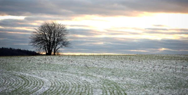 冬の裸の木 — ストック写真