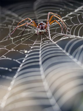 Spider in cobweb clipart