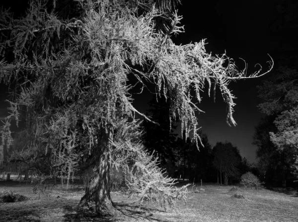 Жуткое дерево — стоковое фото