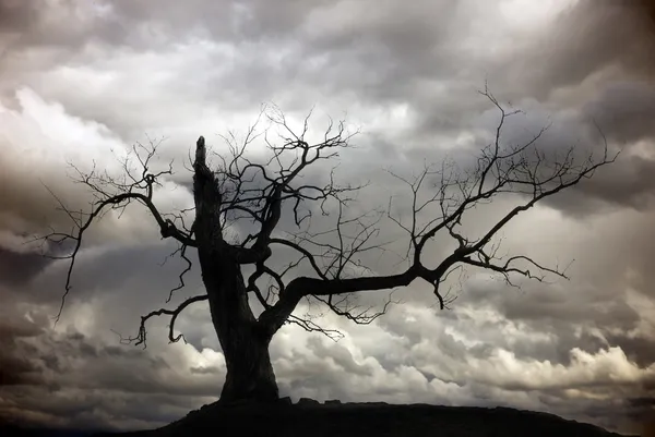 裸の木のシルエット — ストック写真