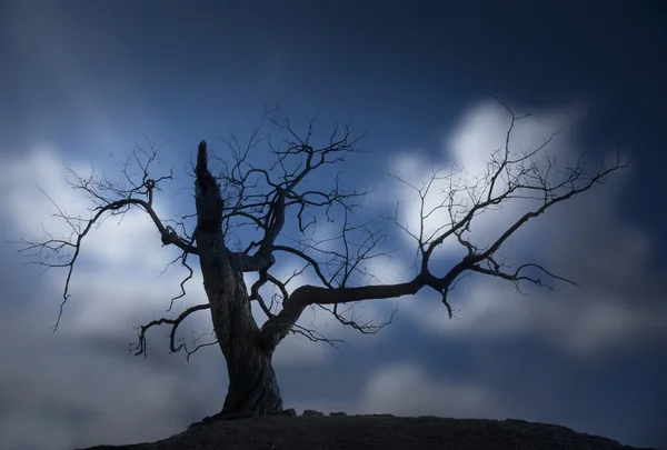 Çıplak ağaca silüeti — Stok fotoğraf