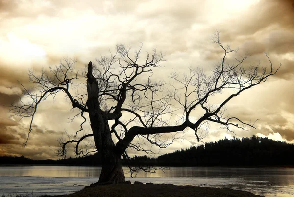 Silhouette of bare tree — Stock Photo, Image