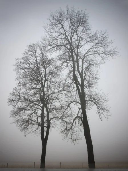 Два дерева — стоковое фото