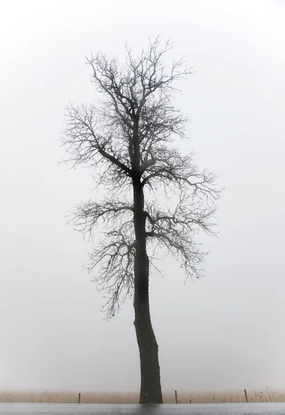 Albero nudo nella nebbia — Foto Stock