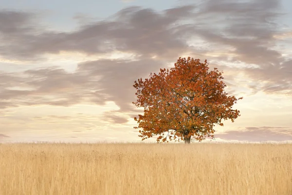 Strom na podzim — Stock fotografie