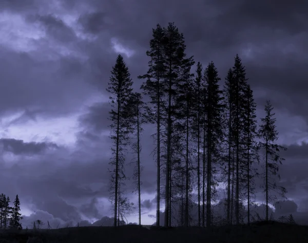 무서운 나무 — 스톡 사진