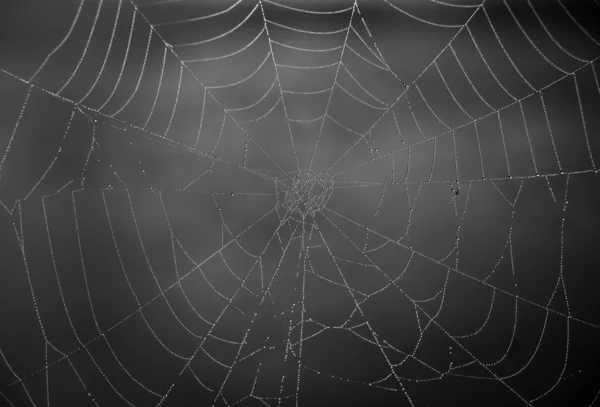 クモの巣 — ストック写真