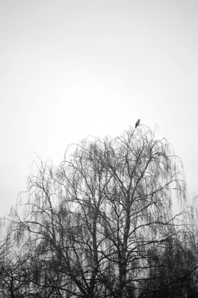 Imbécil en el árbol — Foto de Stock