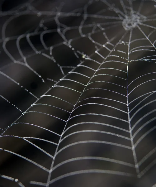クモの巣 — ストック写真