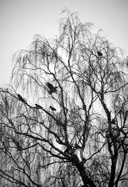 Bäume mit Vögeln — Stockfoto