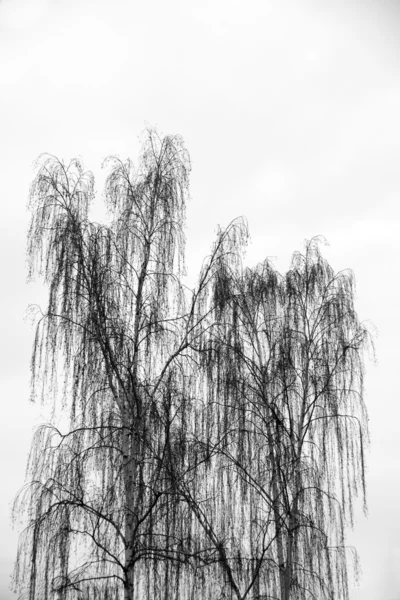 Δέντρο σημύδων — Φωτογραφία Αρχείου