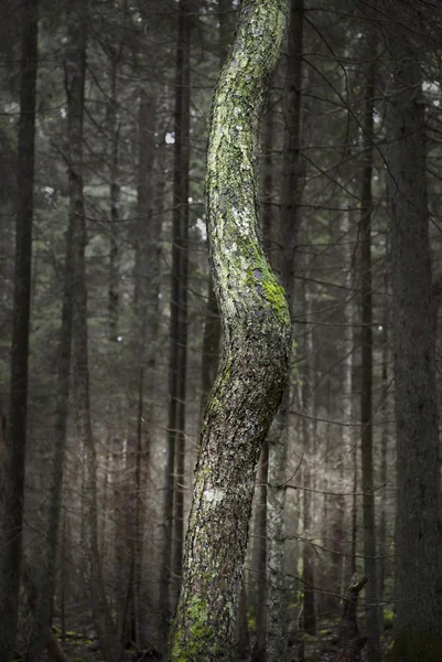 树树干 — 图库照片