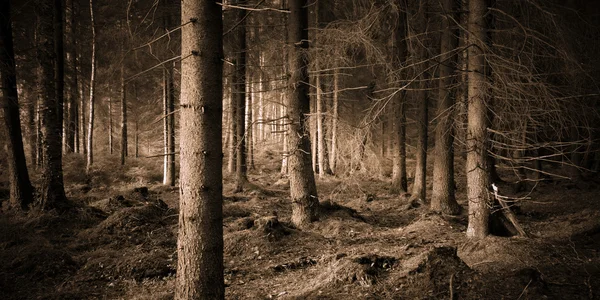Bosque escalofriante — Foto de Stock