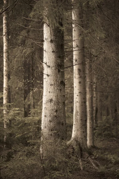 棕褐色森林里大云杉树 — 图库照片