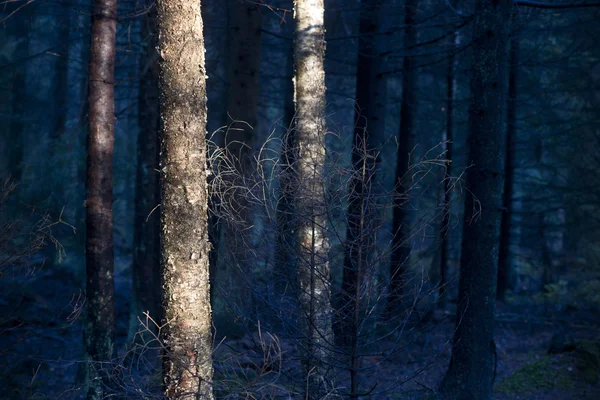 Floresta azul — Fotografia de Stock