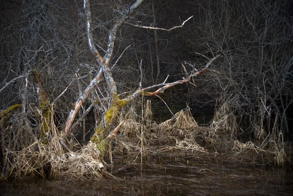 Paisaje aterrador con árbol muerto —  Fotos de Stock