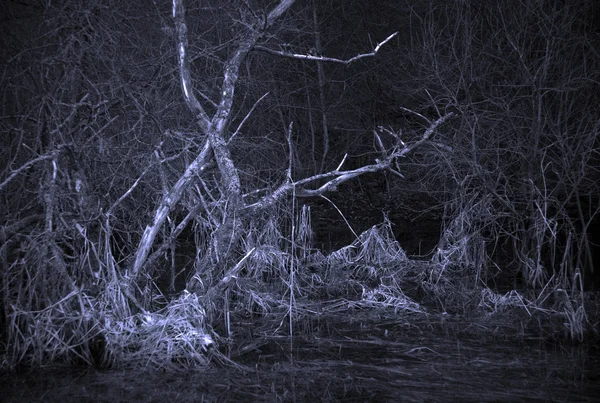 Paisagem assustadora com árvore morta — Fotografia de Stock
