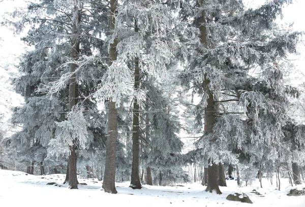 Spruce trees — Stock Photo, Image