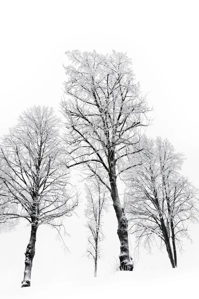 Kahle Bäume mit Raureif — Stockfoto