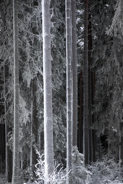Κορμοί δένδρων με την πάχνη — Φωτογραφία Αρχείου