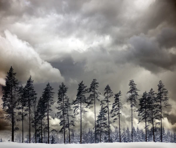 冬の松リース — ストック写真