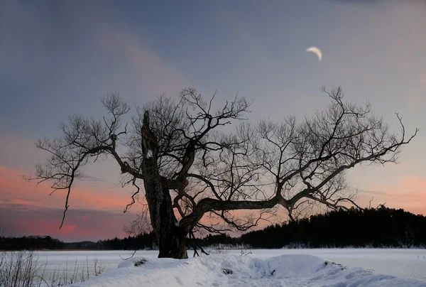 Bare träd på vintern — Stockfoto