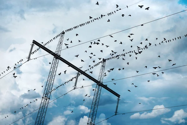 鳥と電気パイロン — ストック写真