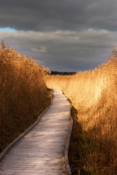 stock image Wooden pathway in reeds